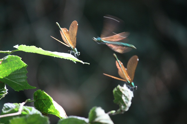 Sobre las hojas de un abedul y un rayo de sol, iban y venían ayer sobre el río estas hembras de Calopteryx splendens.

Mónica Fernández-Aceytuno