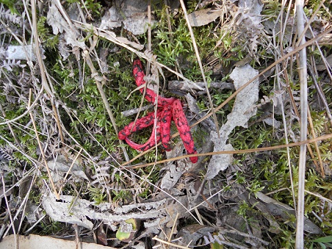 He visto en la orilla del río un hongo que parece un pulpo y que jamás había visto hasta ahora.

Mónica Fernández-Aceytuno
AUTOR DE LA FOTO: Joaquín