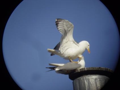 Gaviotas en Foz (Lugo)