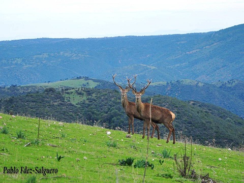 Suele empezar en Andalucía en cuanto caen en septiembre unas gotas de agua, como si estuvieran los venados esperando que la lluvia les bendijera el celo.

Mónica Fernández-Aceytuno