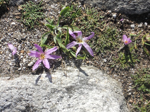 Por primera vez en mi larga vida, encuentro a una persona, ajena a mi “media” tierra charra y a mi gente, que sepa el nombre de estas flores.

Charo