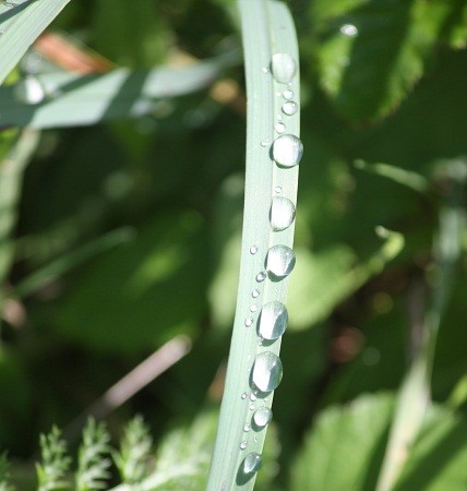 Como por un tobogán, las gotas de agua sobre la hierba dicen: mi turno para caer a la tierra.

Mónica Fernández-Aceytuno