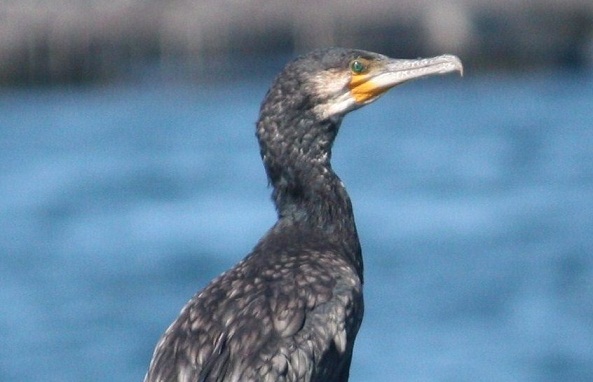 En esta foto recién tomada hace un par de horas, se aprecia el verde esmeralda, como las paredes de las casas de los poetas, que tienen en los ojos los cormoranes.

Mónica Fernández-Aceytuno