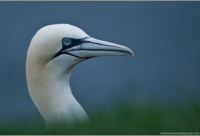 I took this picture at Cape St. Mary’s Ecological Reserve/ Hice esta foto en la Reserva Ecológica del Cabo de Santa María.

Raymond Barlow