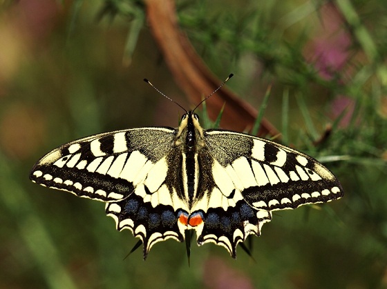 Hay un mirador sobre la ría del Eo y una plantación de eucaliptos. En ese bosque fue donde encontré a esta mariposa, una de las más llamativas.

Zaquiel Sánchez