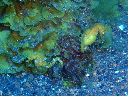 Llevamos tres días de buceo de lujo, paró el viento y el mar de fondo para quedarse la mar en calma. Había trozos en los que parecía un espejo.

Cristo