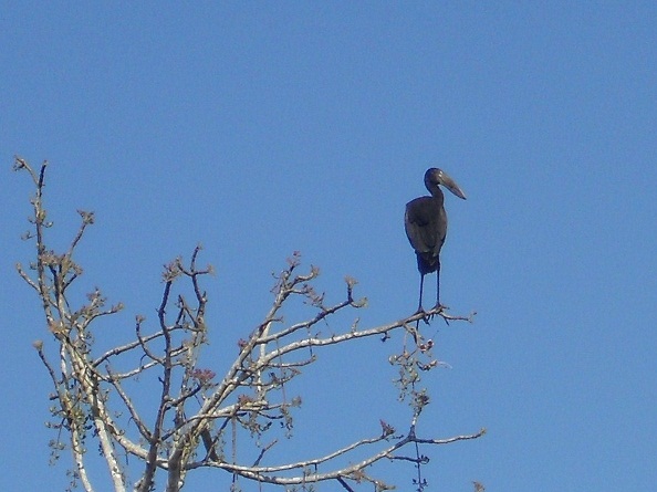 Ibis negro