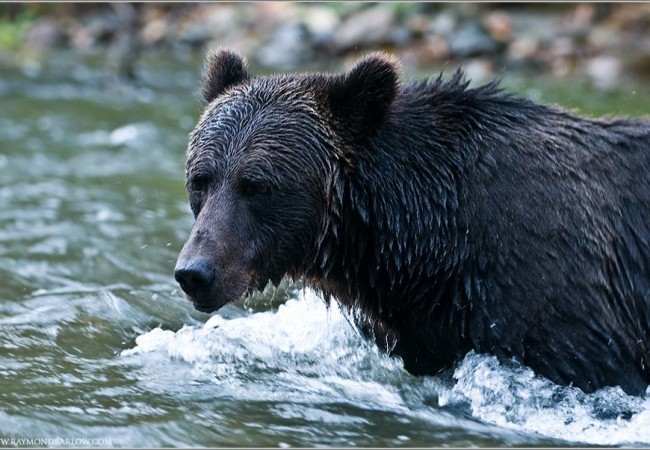 About 800 bear images today!! (Editor´s note: for yesterday)

Raymond Barlow