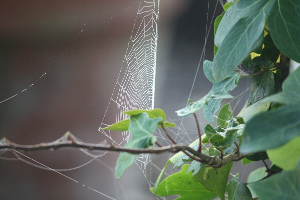 Una araña teje en una noche varias telas orbiculares. A veces no le gusta el primer hilo,  y repara y repone y refactura la tela y pasa toda la noche tendiendo puentes invisibles entre las cosas.

Mónica Fernández-Aceytuno