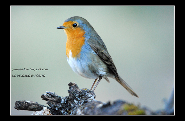 El ejemplar de la foto acudía esta mañana, 24 de septiembre, al comedero-bebedero del olivar.

Juan Carlos Delgado Expósito
gurupendola.blogspot.com