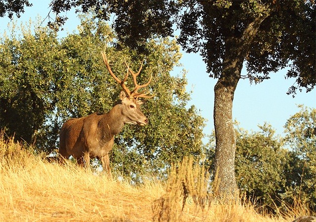 Las cuernas de los cérvidos no son cuernos, sino verdaderos huesos macizos que crecen y se tiran todos los años, como un árbol tira sus hojas en otoño.

Mónica Fernández-Aceytuno