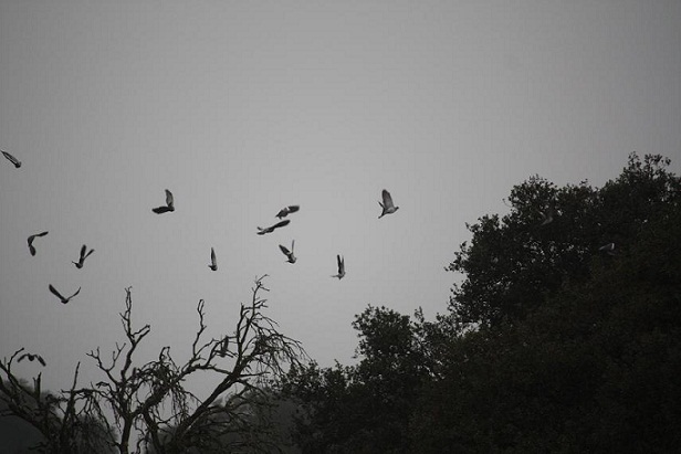 Abro la ventana y está lloviendo por vez primera en muchos días.

<br>Mónica Fernández-Aceytuno
