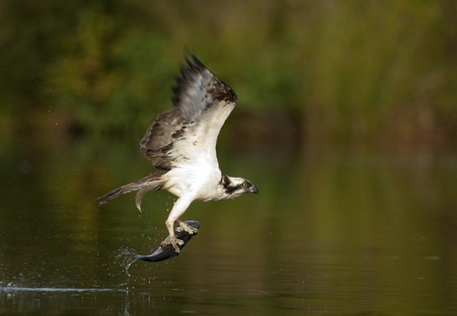 Águila pescadora, por Javier Valladares