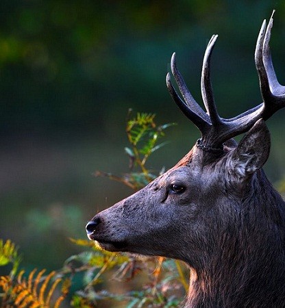 “La calma que precede a la tormenta” es el nombre de esta imagen captada aquí, un ciervo macho de Red Deer, en la luz de la mañana.
