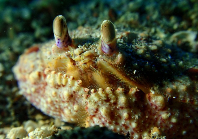 Ahí tenemos al cangrejo de Pinzas Anchas conocido en latín Cryptosoma cristatum. Este es un individuo que cuando se siente amenazado se entierra dejando solo ver sus preciosos ojos.

Cristo