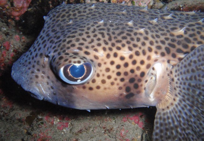 La fauna marina está siendo afectada por el magma y los gases liberados en el océano, a cinco kilómetros de El Hierro. Esta especie es el tamboril espinoso, el pez que hacía de lámpara.