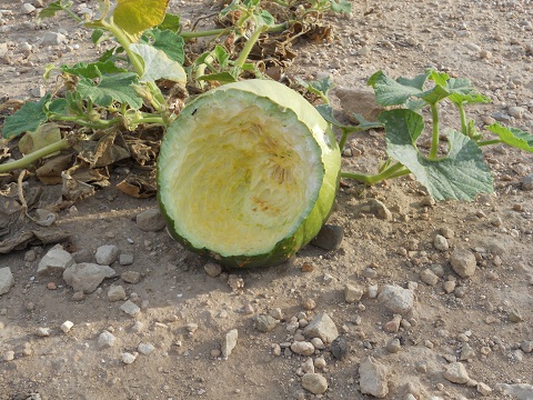 A los conejos les encantan las calabazas pero siempre que estén maduras.

Joaquín