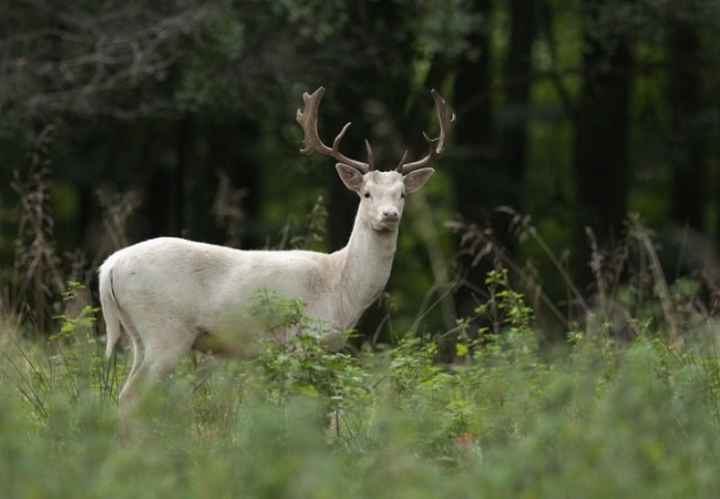 Gamo albino, por Javier Valladares