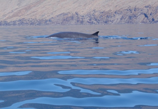 21:16 Me está dando una pena tremenda, hacer este repaso, sin embargo necesario por la maravillosa fauna que habita en El Hierro. Cada vez estoy más convencida de que una cosa es la Tierra, y otra, muy distinta, la Naturaleza y la vida. Aceytuno.