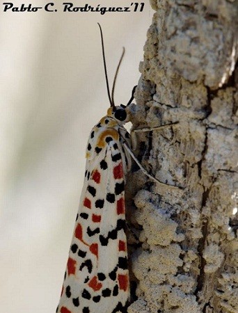 Os dejo una foto de una de las mariposas más bellas que jamás he visto. Es una mariposa nocturna, aunque vuela de día… ¿qué contrariedad, no?
Libelllulasman
www.libellulasman.com
