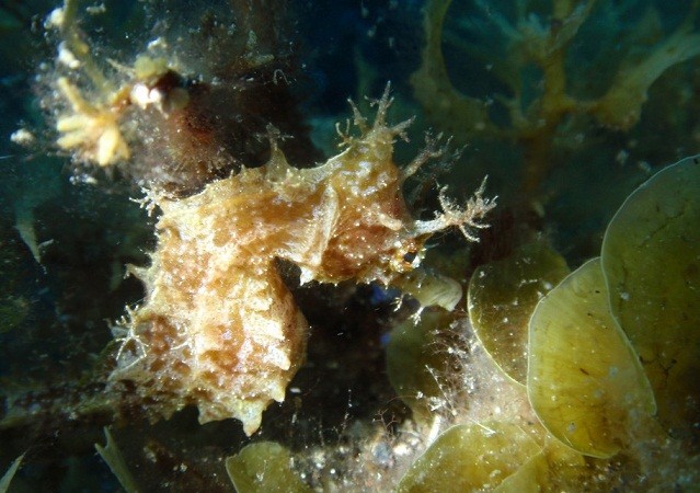 “Cristóbal de Buceolarestinga.com, desde el Hierro, Islas Afortunadas”. Así es como casi siempre se ha despedido Cristóbal en sus crónicas.
Aceytuno

