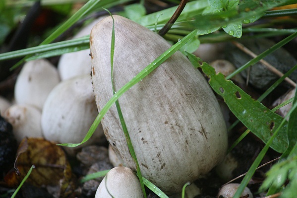 Esperaba esta mañana encontrar muchas más setas, tras lo que había llovido, pero solo me salió al paso de los ojos esta suerte de Coprinus.
Aceytuno