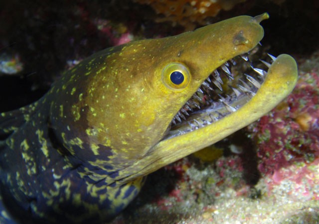 Mientras el “Ramón Margalef” intenta averiguar qué está pasando allí abajo, seguimos con nuestro repaso a la fauna marina herreña, hoy con la morena pico pato (Enchelycore anatina).