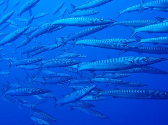 Es de esperar que regresen cuando las cosas se calmen en el edificio volcánico submarino de 100 metros de altura y 700 de diámetro en la base, que han detectado los científicos en El Hierro.
Aceytuno