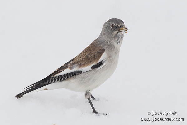 Pude localizar un grupo de gorriones alpinos (Montifringilla nivalis) en las cercanías de la estación de esquí de Astún.

José Ardaiz