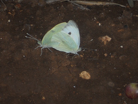 El pasado 29 de octubre fotografié una pareja de mariposas de la col copulando debajo de un olivo, arbequino por más señas.

Joaquín