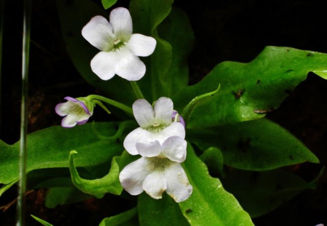 La Pinguicula vallisneriifolia es la única planta carnívora de la Sierra de Segura, y de hecho, es endémica de aquélla zona.
