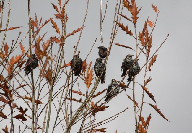 Quizá sepas que en inglés esas coreografías otoñales de los estorninos se llaman murmurations (¡Qué bonito!). En castellano debería haber alguna palabra que sustantive algo tan bello y tan singular.
Colimbo