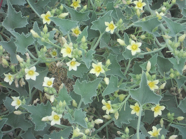 La creciente utilización de herbicidas para mantener el suelo limpio de plantas adventicias que compiten con las cultivadas en la captación de nutrientes, agua y luz está provocando indeseables inversiones de flora.
