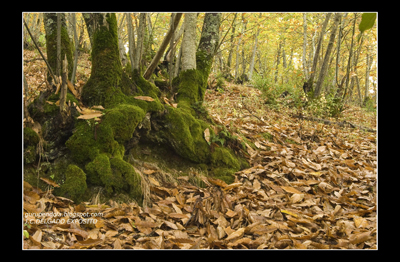 Las lluvias de este mes de Noviembre, ya están surtiendo su efecto en el paisaje, así en los castañares de la Baja Extremadura, ya disfrutamos de esos colores y olores.

Juan Carlos Delgado Expósito

