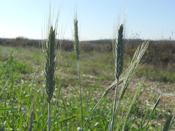 Las ricias de los cereales de invierno saben que son extemporáneas y que su vida va a ser muy efímera pero se dan mucha prisa en terminar su ciclo vegetativo.

Joaquín