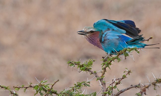 Y cuando vuelen las carracas en primavera por las dehesas con los colores de África en las plumas, me acordaré de esta ala de Durero, donde la Naturaleza adquirió un valor incalculable, al atravesar el alma y la mano de una persona. 

Mónica