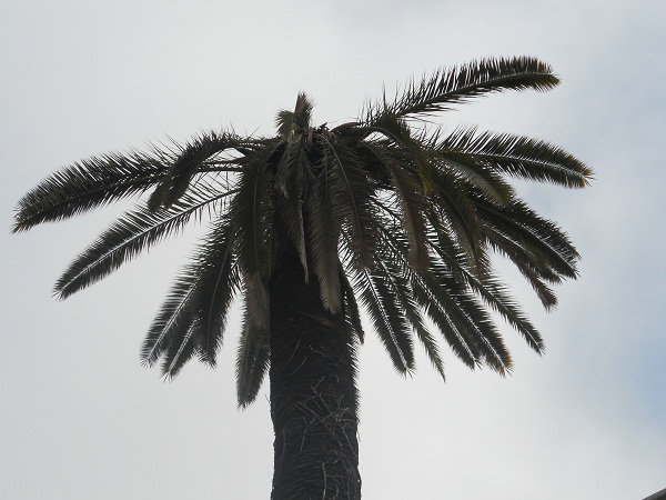 Las palmeras y el picudo rojo