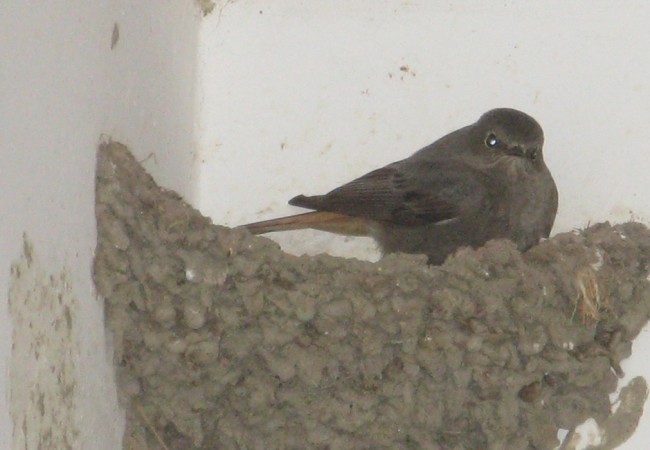 Hembra de Colirrojo Tizón durmiendo en un nido de golondrina bajo el porche de la casa.

Pilar
