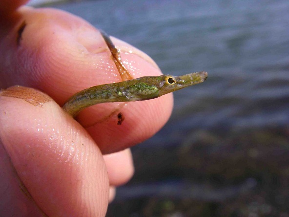 La aguja de río es una especie emparentada con los caballitos de mar, siendo la única especie de su familia capaz de vivir en aguas completamente dulces.
