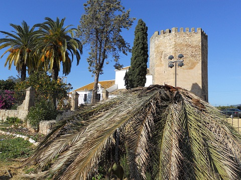 Disculpa, pero sigo con mi monotema. Nos vamos a quedar sin palmeras. La imágen que te adjunto es la viva estampa de la desolación.

Joaquín