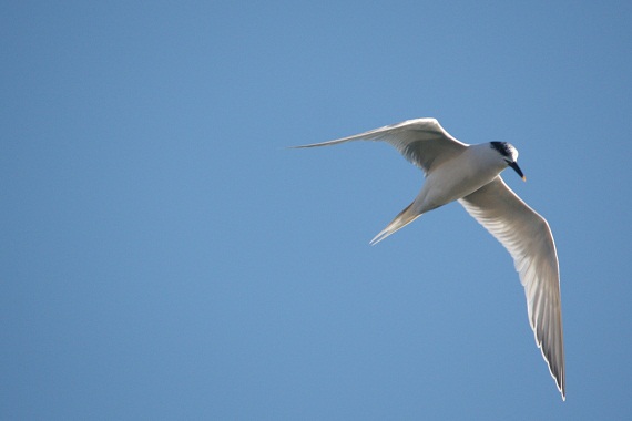 Qué día más bonito tuvimos hoy. Qué luz de invierno. Y qué bien se transparentaban, al sol, las alas de los charranes.

Mónica Fernández-Aceytuno