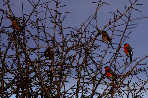 La foto está hecha en La Reserva Regional de Caza de Saja, Pueblo de Los Tojos, Cantabria, el 31 de Diciembre de 2011.

Daniel
 
 
