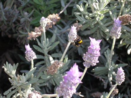 Habitualmente doy un paseo todas las mañanas. Suele ser un paseo largo,  que a veces  acompaño con hacer fotos de las plantas, flores, insectos, etc.

José Manuel Guerra Sanz