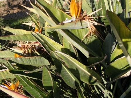 Stretlizia regina es el nombre botánico de esta flor espectacular, que proviene de Sudáfrica y que se llama así en honor de Carlota de Mecklemburgo-Strelitz.

José Manuel