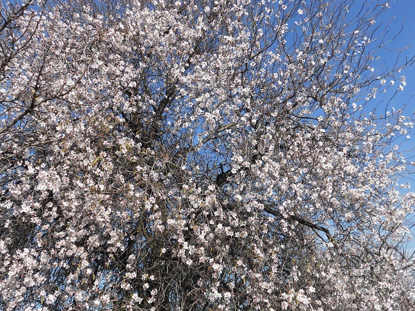 Con su puntualidad habitual está en plena floración el almendro más temprano de la linde del Fontanar.

Joaquín