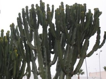 En una de las plazas de mi ciudad, hay cuatro plantas que llaman la atención porque tienen aspecto de cactus.

José Manuel Guerra Sanz
