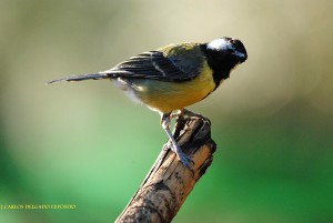 Carbonero Común (Parus major) / Juan Carlos Delgado Expósito