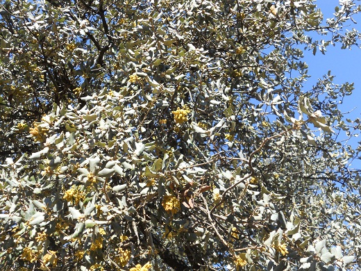 En mi recorrido del lunes por una dehesa de la Sierra Norte sevillana he fotografiado una encina que se ha adelantado a la primavera pese a que en las madrugadas estamos soportando temperaturas muy bajas.

Joaquín