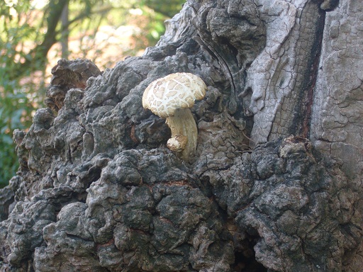 Te adjunto una foto curiosa de este verano, en Santiago de Compostela.

Iñigo