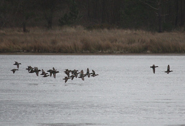 Ayer por la tarde estaba llena de azulones la laguna de Valdoviño.

Mónica Fernández-Aceytuno